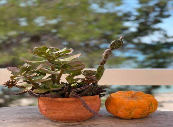 HELPER OF AUTUMN IN ÇEŞME; SEPTEMBER